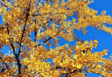 Q.E.P.D. + Sergio Francisco González de Galdeano +