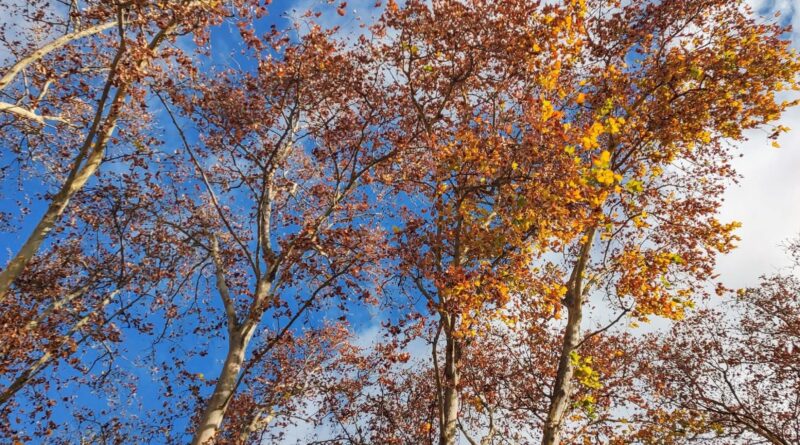 Q.E.P.D. + Noelia Pérez viuda de Pisterna +