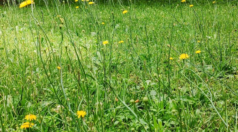 Q.E.P.D. + Eva Beatríz «Betty» Herrera viuda de Zamponi +