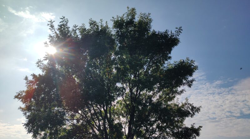 Q.E.P.D. + Nelda Gladys Bassi viuda de Iborra +