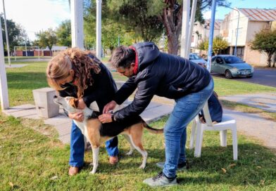En Rojas: Vacunación antirrábica gratuita de mascotas en espacios públicos